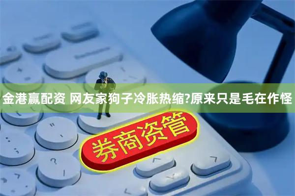 金港赢配资 网友家狗子冷胀热缩?原来只是毛在作怪